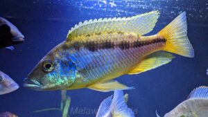 Mylochromis epichorialis