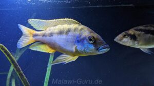 Mylochromis epichorialis 'Mumbo Island'