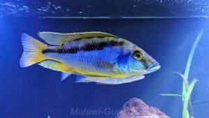 Mylochromis epichorialis 'Mumbo Island'
