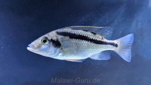 Mylochromis epichorialis