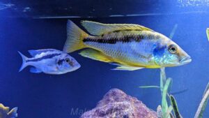 Mylochromis epichorialis