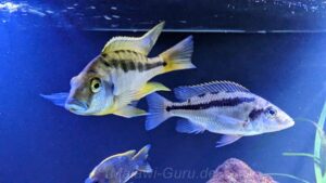 Mylochromis epichorialis 'Mumbo Island'
