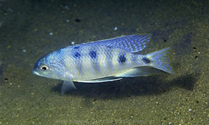 Mylochromis ericotaenia