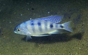 Mylochromis ericotaenia 'Chiwindi''Chiwindi' - Galerie Mylochromis ericotaenia Arten