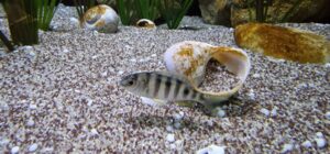 Mylochromis ericotaenia 'Lumbaulo'