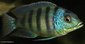 Mylochromis ericotaenia 'Manda'