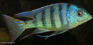 Mylochromis ericotaenia