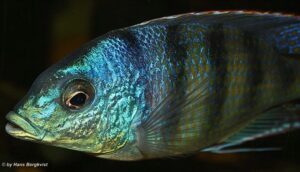Mylochromis ericotaenia 'Manda'