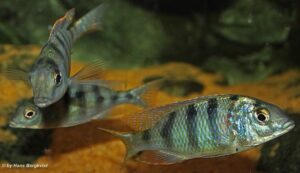 Mylochromis ericotaenia 'Manda'