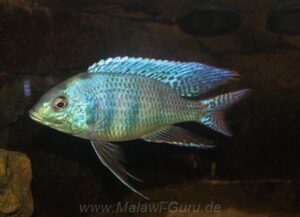 Mylochromis ericotaenia