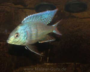 Mylochromis ericotaenia 'Manda'