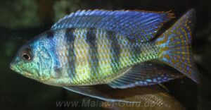 Mylochromis ericotaenia 'Manda'
