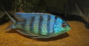 Mylochromis ericotaenia 'Manda'