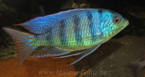 Mylochromis ericotaenia