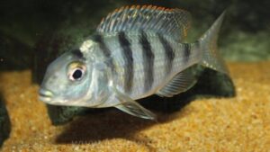 Mylochromis ericotaenia 'Manda'