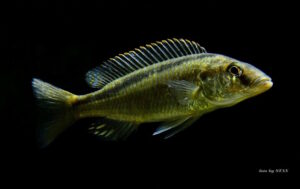 Mylochromis formosus 'Maleri Island'