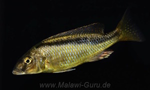 Mylochromis formosus