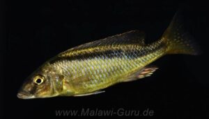 Mylochromis formosus 'Maleri Island'