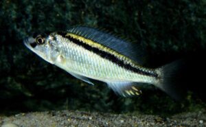 Mylochromis formosus 'Maleri Island'