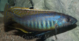 Mylochromis gracilis