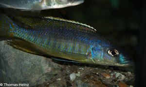 Mylochromis gracilis