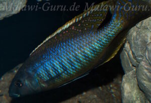 Mylochromis gracilis 'Senga Bay'