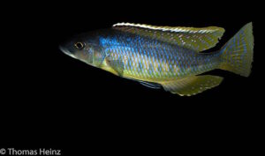 Mylochromis gracilis 'Senga Bay'