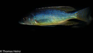 Mylochromis gracilis 'Senga Bay'