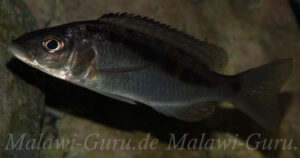 Mylochromis gracilis 'Senga Bay'