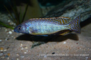 Mylochromis gracilis