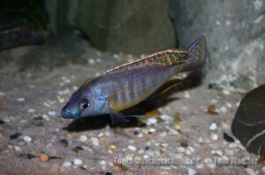 Mylochromis gracilis 'Senga Bay'