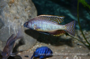 Mylochromis gracilis 'Senga Bay'