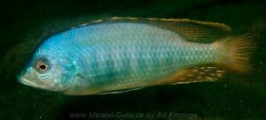 Mylochromis guentheri Arten