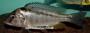 Mylochromis guentheri 'Namalenje Island'