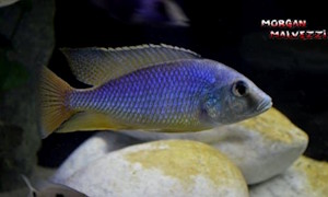 Mylochromis guentheri