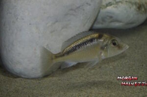 Mylochromis guentheri 'Namalenje Island'