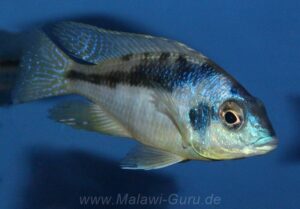 Mylochromis incola