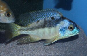 Mylochromis incola 'Nankoma Island'