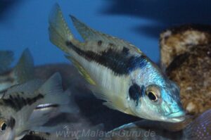Mylochromis incola 'Nankoma Island'