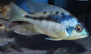 Mylochromis incola