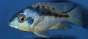Mylochromis incola