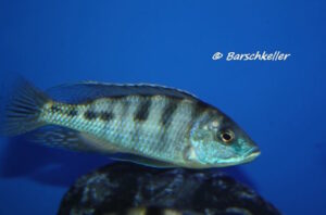 Mylochromis labidodon 'Mbenji Island'