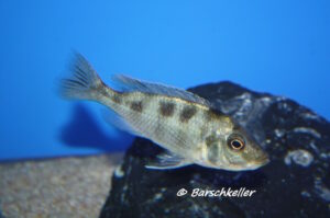 Mylochromis labidodon