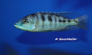 Mylochromis labidodon