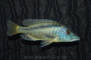 Mylochromis lateristriga 'Chimwalani Reef' - Galerie Mylochromis lateristriga