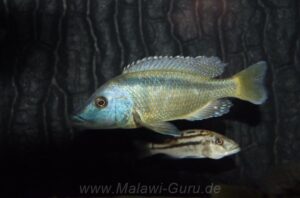 Mylochromis lateristriga 'Chimwalani Reef'