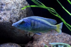 Mylochromis lateristriga