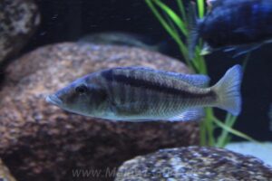 Mylochromis lateristriga 'Chimwalani Reef'