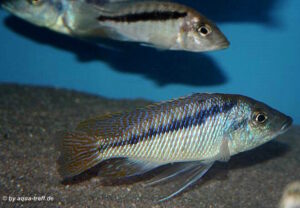 Mylochromis lateristriga 'Maleri Island''Maleri Island' - Galerie Mylochromis lateristriga 'Maleri Island'