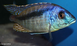 Mylochromis lateristriga